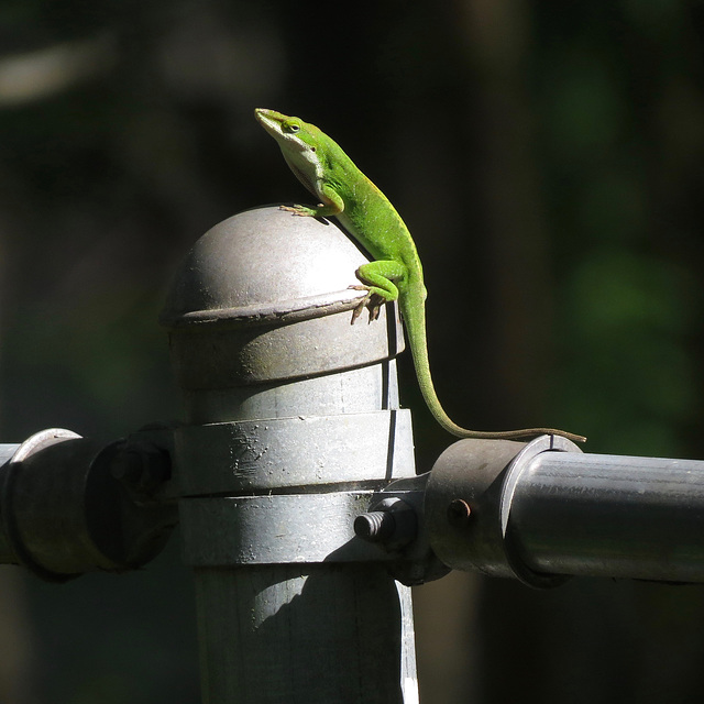 Anole