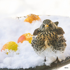 Fieldfare