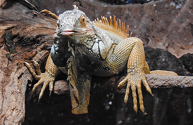 20210709 1568CPw [D~OS] Grüner Leguan, Zoo Osnabrück