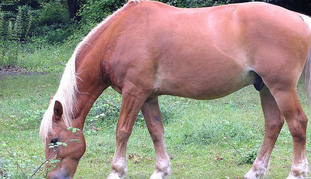 Cheval sous la pluie