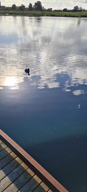 eurasian coot