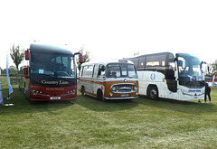 Country Lion coaches at the BUSES Festival, Sywell - 1 Sep 2024 (P1190485)