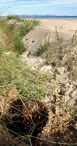 echidna on the beach