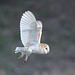 EF7A6994barnowl