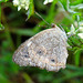 Butterfly with dew. Possibly a satyr