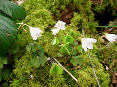 Beautiful Wood Sorrel (Oxalis acetosella) at the southern end of Baggeridge Wood