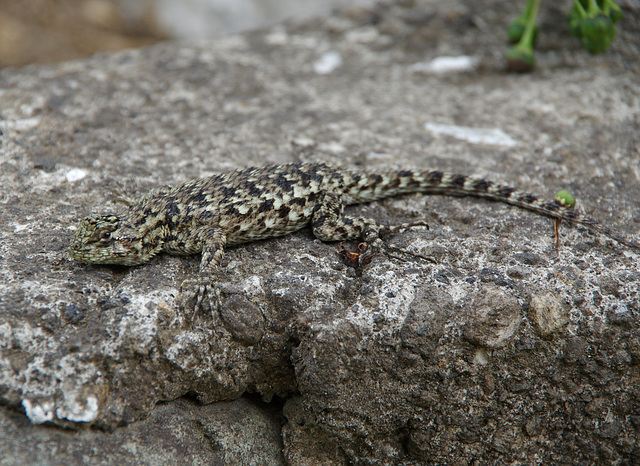 Spiny-tail Lizard