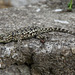 Spiny-tail Lizard