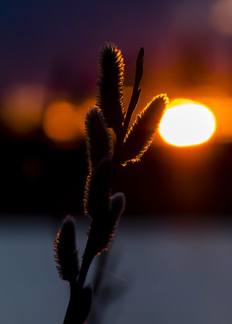 Pussy Willow at Sunset