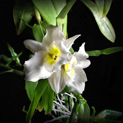 Orchide Dendrobium