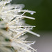 Echinocactus grusonii – Schwiegermuttersitz