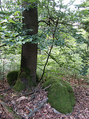 Felsenbaum