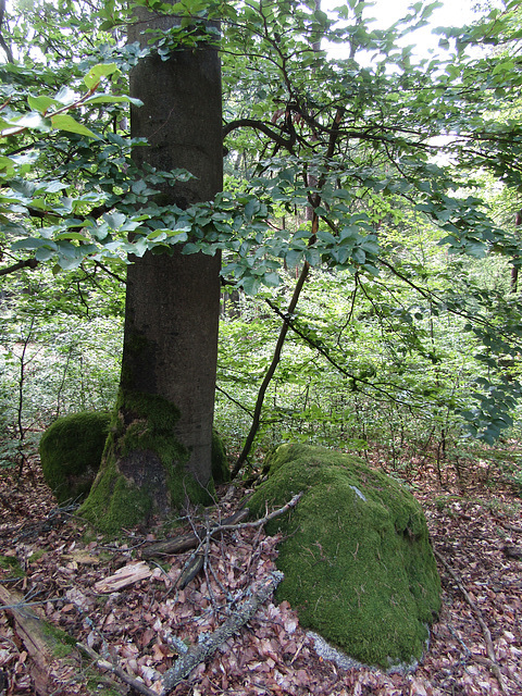 Felsenbaum