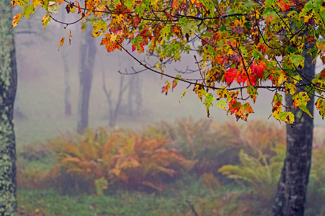 Foggy Morning