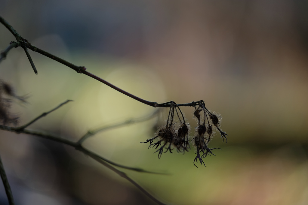 DSCF1636