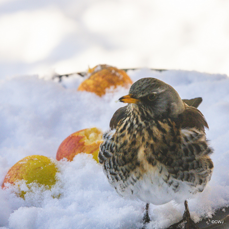 Fieldfare