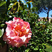 Garden rose ('Alfred Sisley')