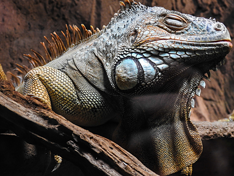 20210709 1569CPw [D~OS] Grüner Leguan, Zoo Osnabrück