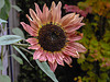 20221017 1848CPw [D~LIP] Sonnenblume (Helianthus annuus), Bad Salzuflen