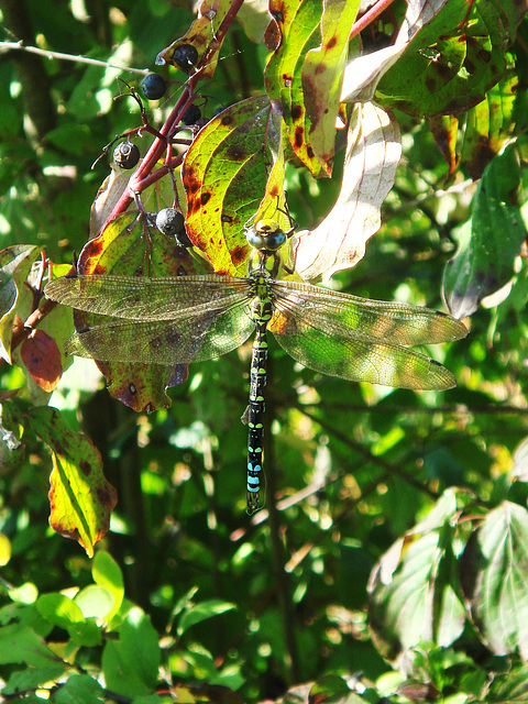 Blue Hawker m (Aeshna cyanea) 13-09-2009 15-02-22