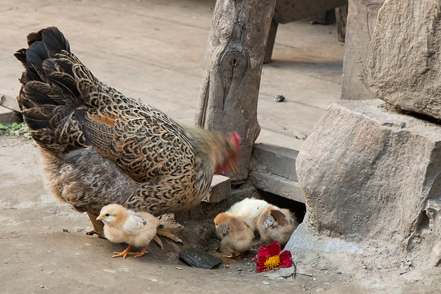 Chick Parade