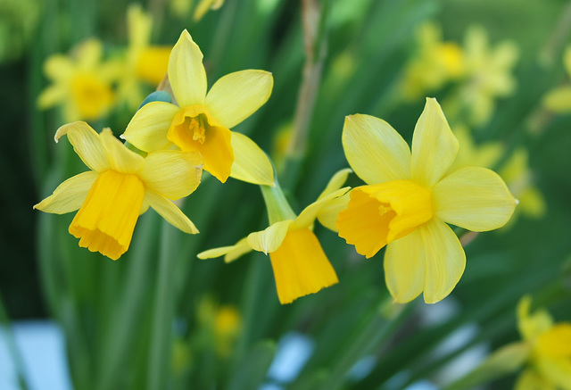 Le printemps avant l'heure