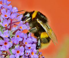 Bumble Bee 3