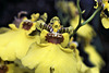 Oncidium Hybrid Orchid – Orchid House, Princess of Wales Conservatory, Kew Gardens, Richmond upon Thames, London, England