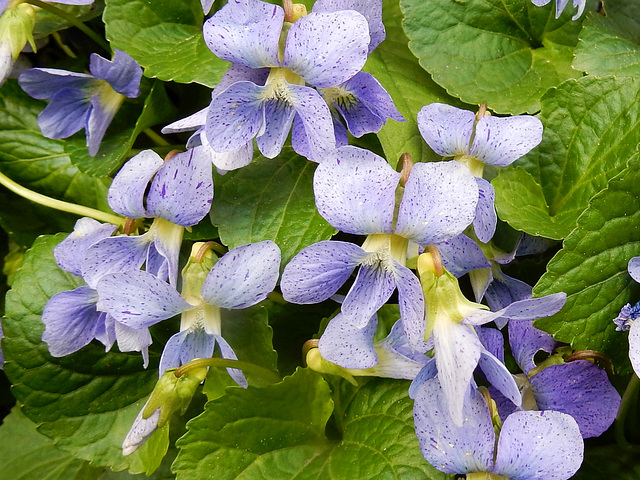 b08 Pfingstveilchen (Viola sororia)