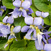 b08 Pfingstveilchen (Viola sororia)