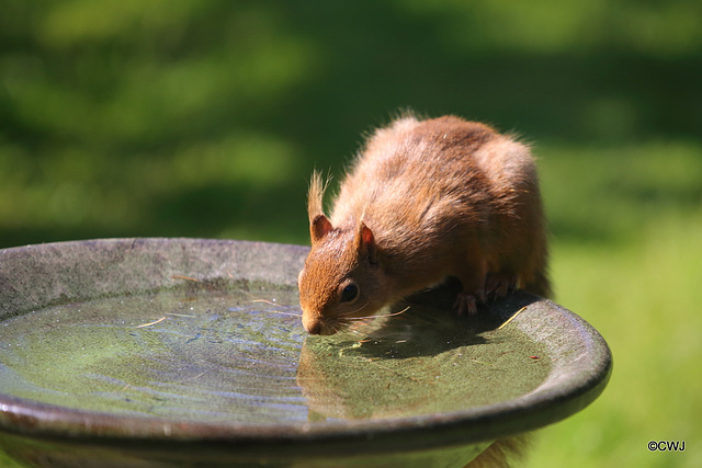 Young Red having figured out how to jump up onto the bird bath