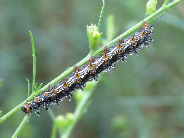 Caterpillar with dew