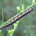Caterpillar with dew