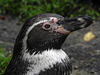 20170928 3158CPw [D~OS] Humboldtpinguin, Zoo Osnabrück