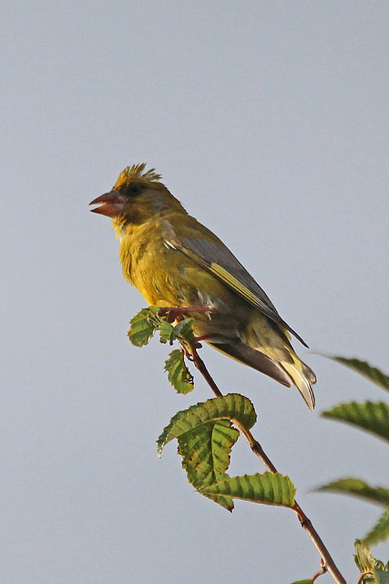 Greenfinch/Grünling (Irokesischer Art)