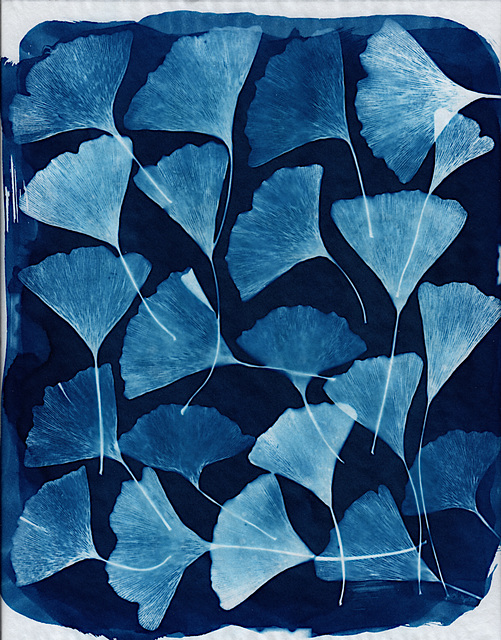 blue ginkgo