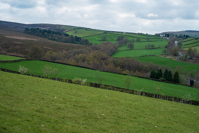 Gnat Hole Wood