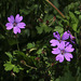 Geranium pyrenaicum- géranium des Pyrénées