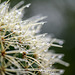 Echinocactus grusonii – Schwiegermuttersitz