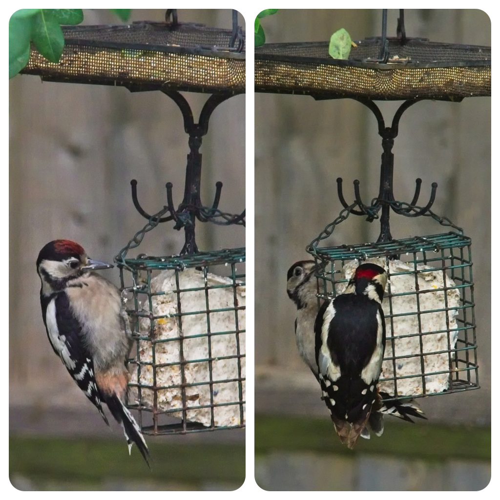 Great Spotted Woodpecker