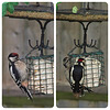 Great Spotted Woodpecker