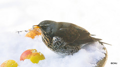Fieldfare