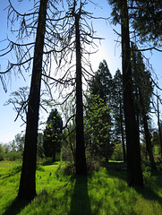 Fire charred trees in the park