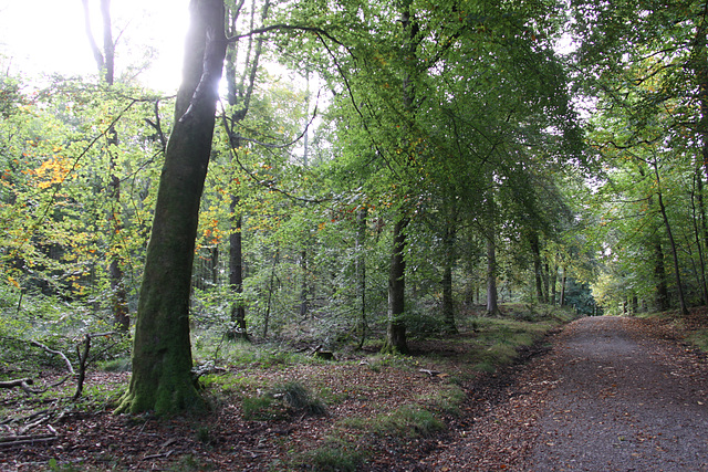 Forest Walk