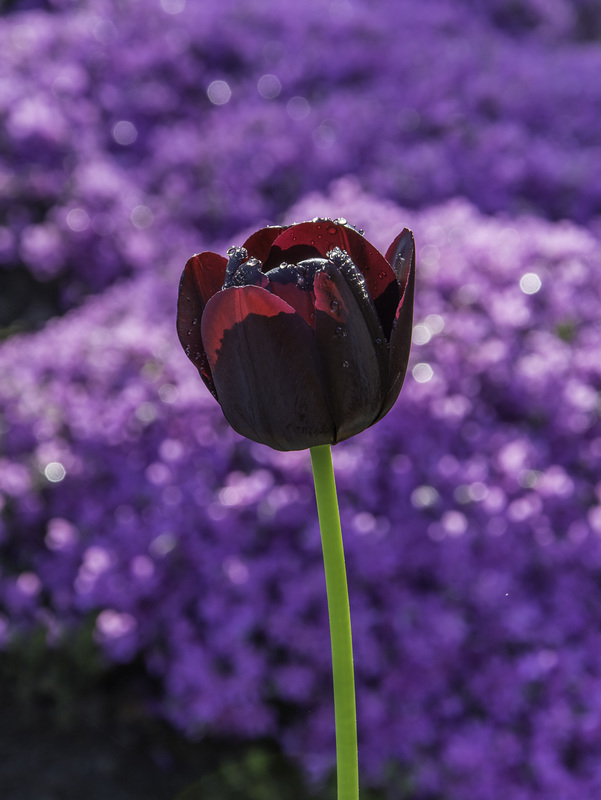 (129/365) dark tulip