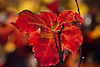 l'automne dans les vignes