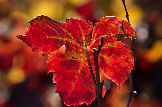 l'automne dans les vignes