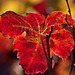 l'automne dans les vignes