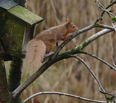 EF7A3434RedSquirrel