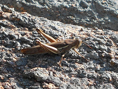 DSCN6091a - gafanhoto Schistocerca cf. cancellata paranensis, Acrididae Caelifera Orthoptera